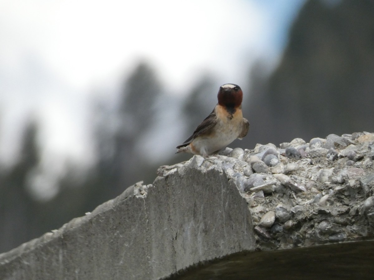 Cliff Swallow (pyrrhonota Group) - ML603065011