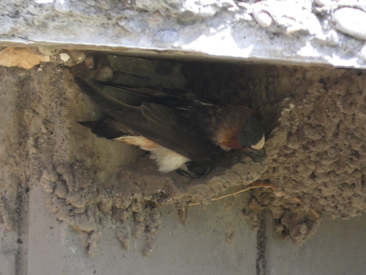 Cliff Swallow (pyrrhonota Group) - ML603065031