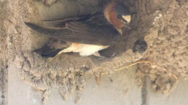 Cliff Swallow (pyrrhonota Group) - ML603065051