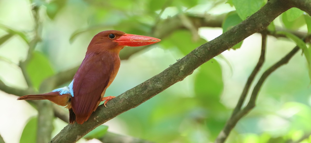 Ruddy Kingfisher - ML603065531