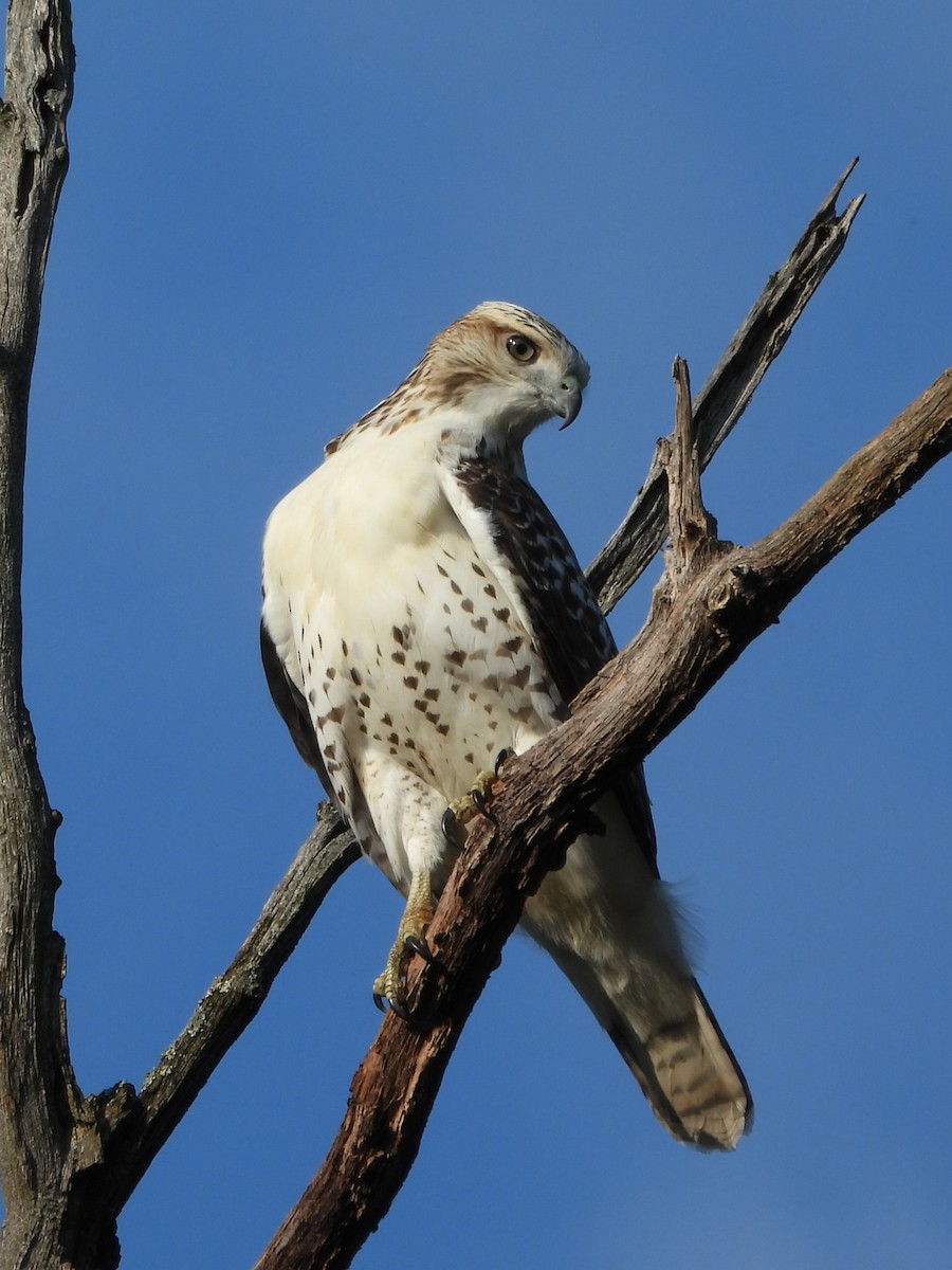 Red-tailed Hawk - ML603067091