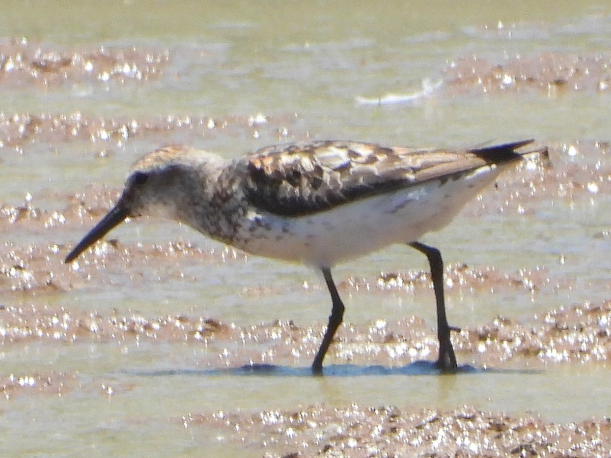 Baird's Sandpiper - ML603067101