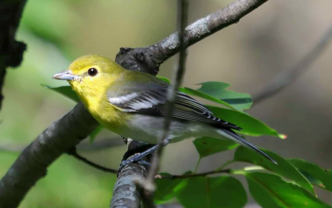 Yellow-throated Vireo - ML603067111