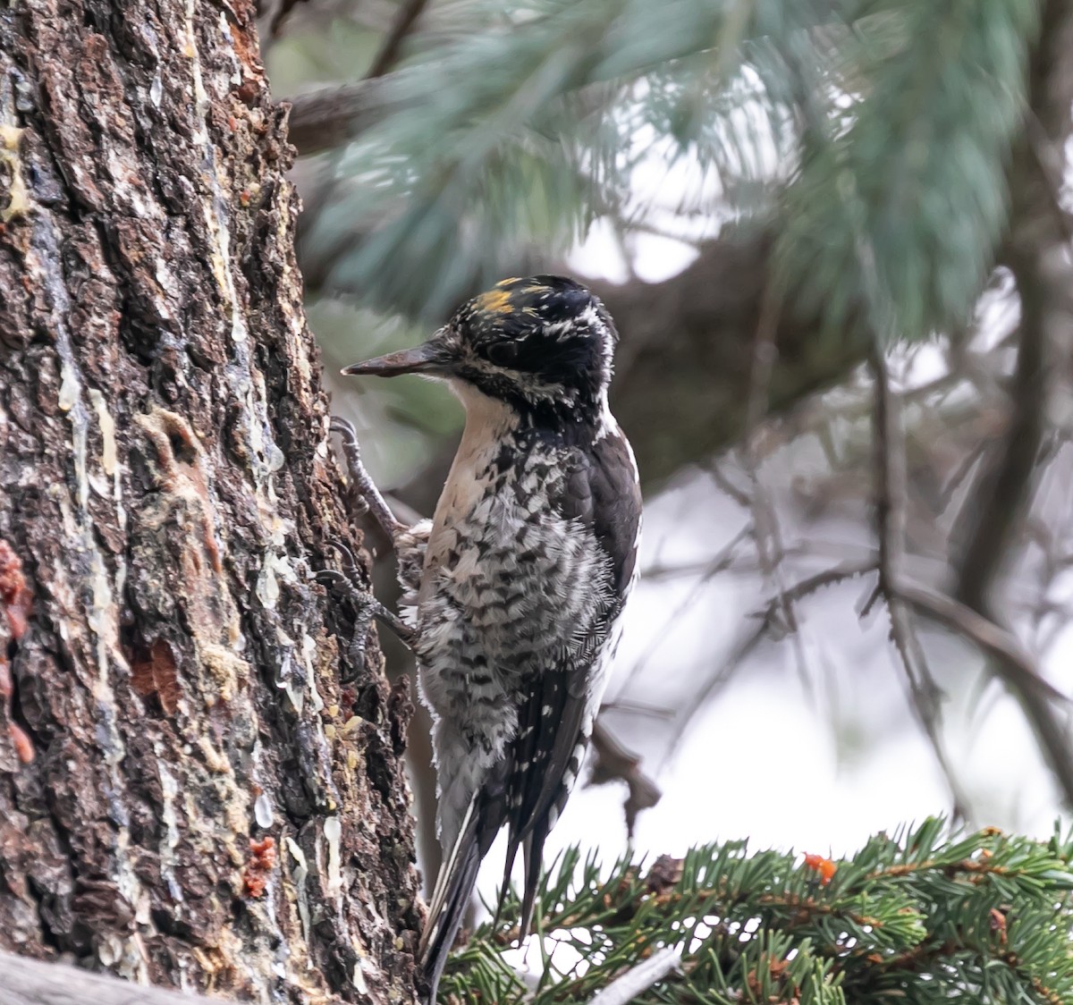 American Three-toed Woodpecker (Rocky Mts.) - ML603068201