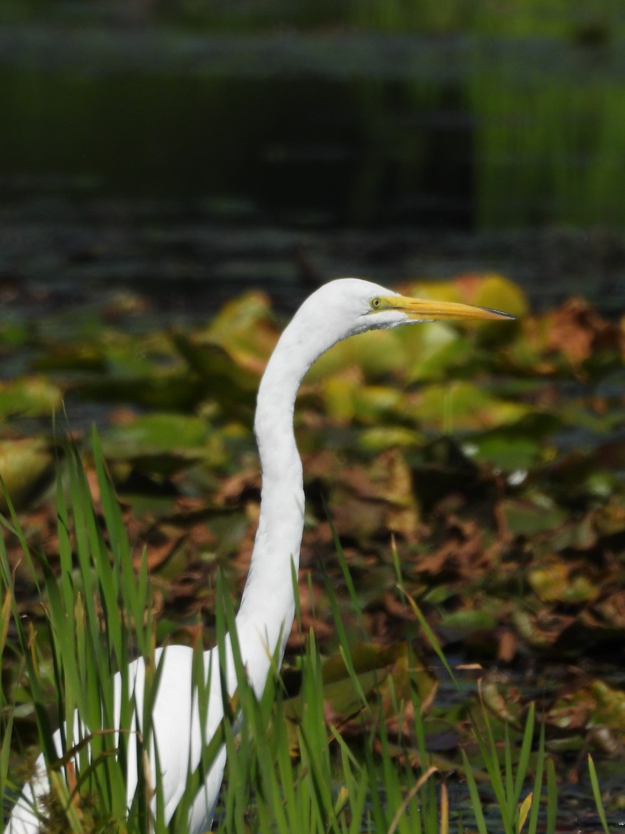 Great Egret - ML603068491