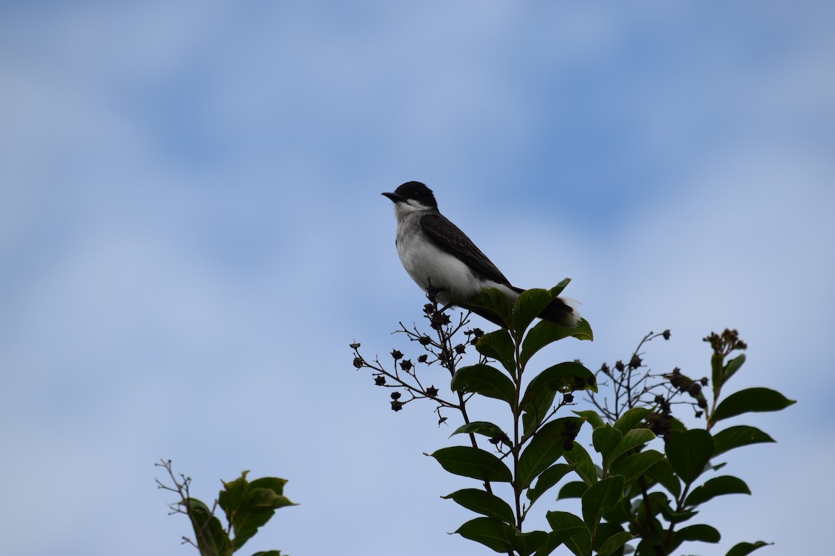 Eastern Kingbird - Rob Harbin