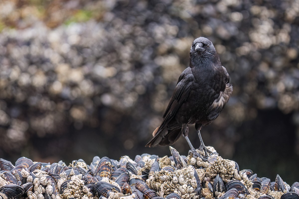 American Crow - ML603070041