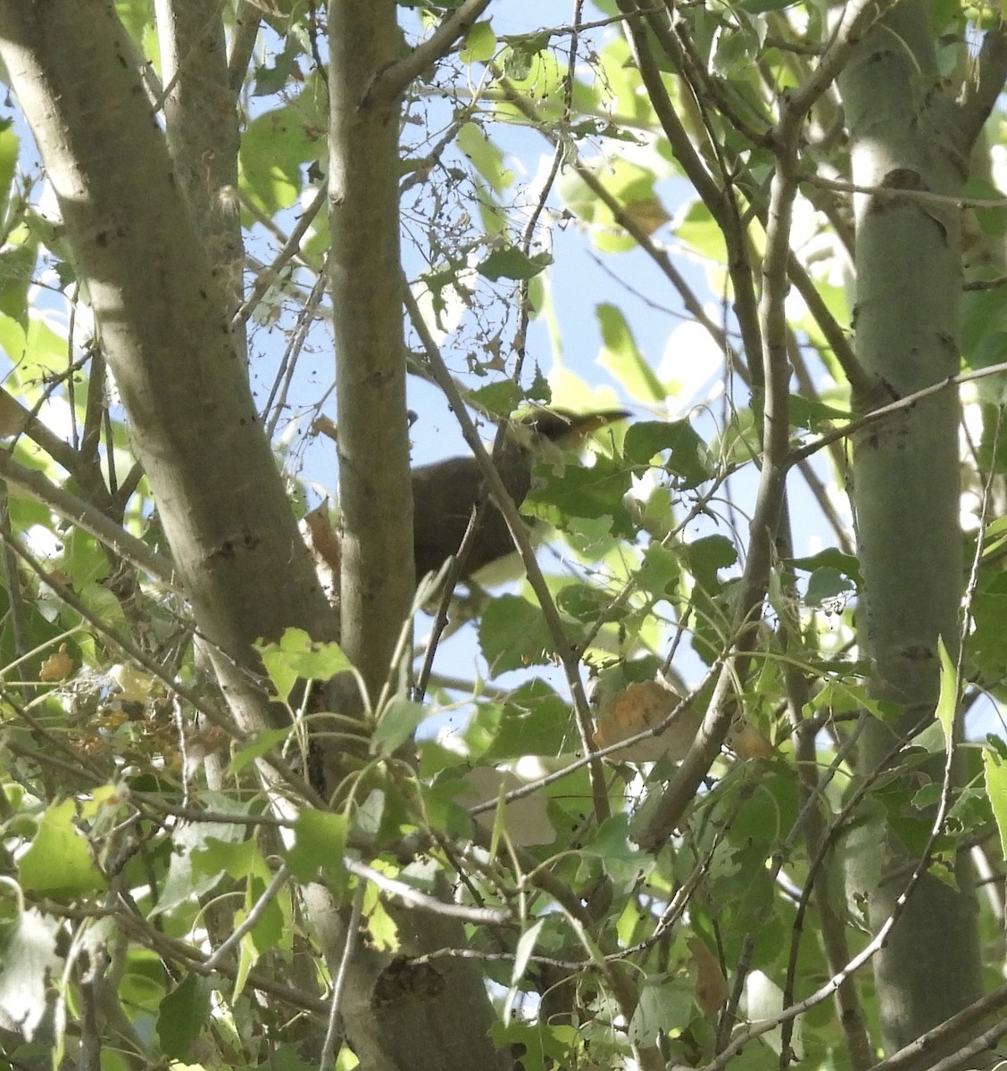 Yellow-billed Cuckoo - ML603071161