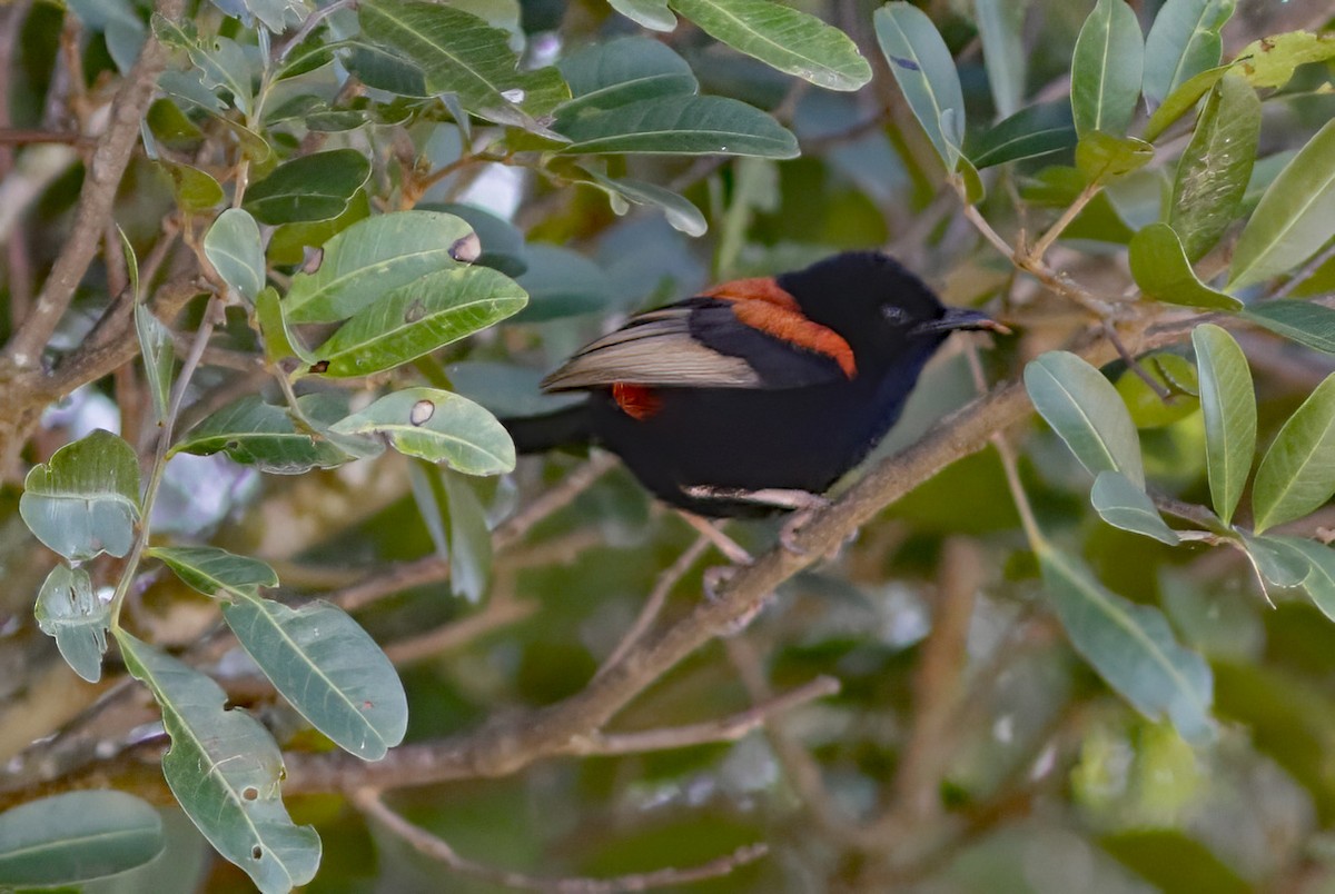 Red-backed Fairywren - ML603071681