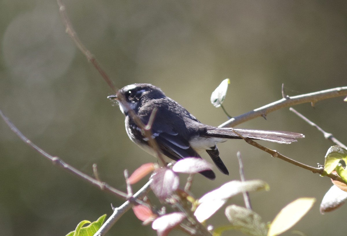 Gray Fantail - Dave Curtis