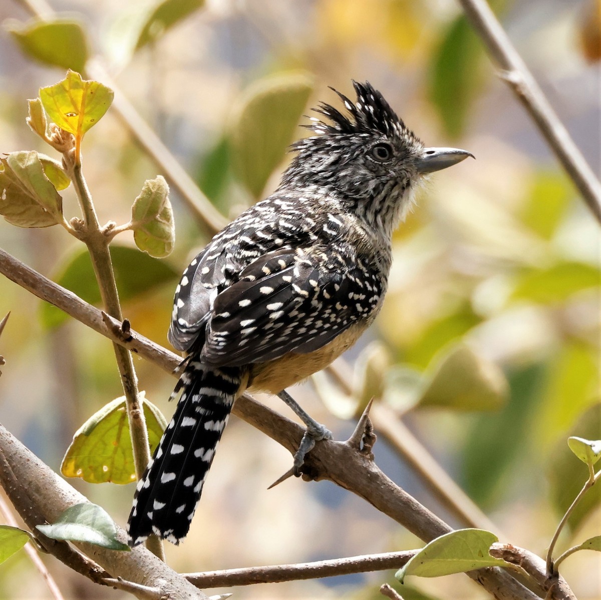 Chapman's Antshrike - John Mills