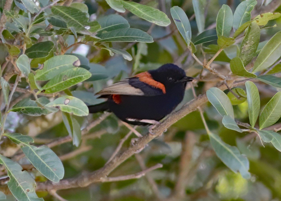 Red-backed Fairywren - ML603072471