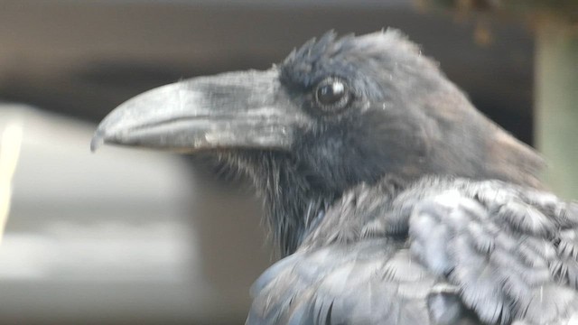 Common Raven - ML603072481