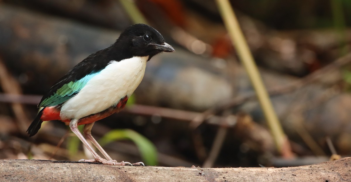 Ivory-breasted Pitta - ML603072541