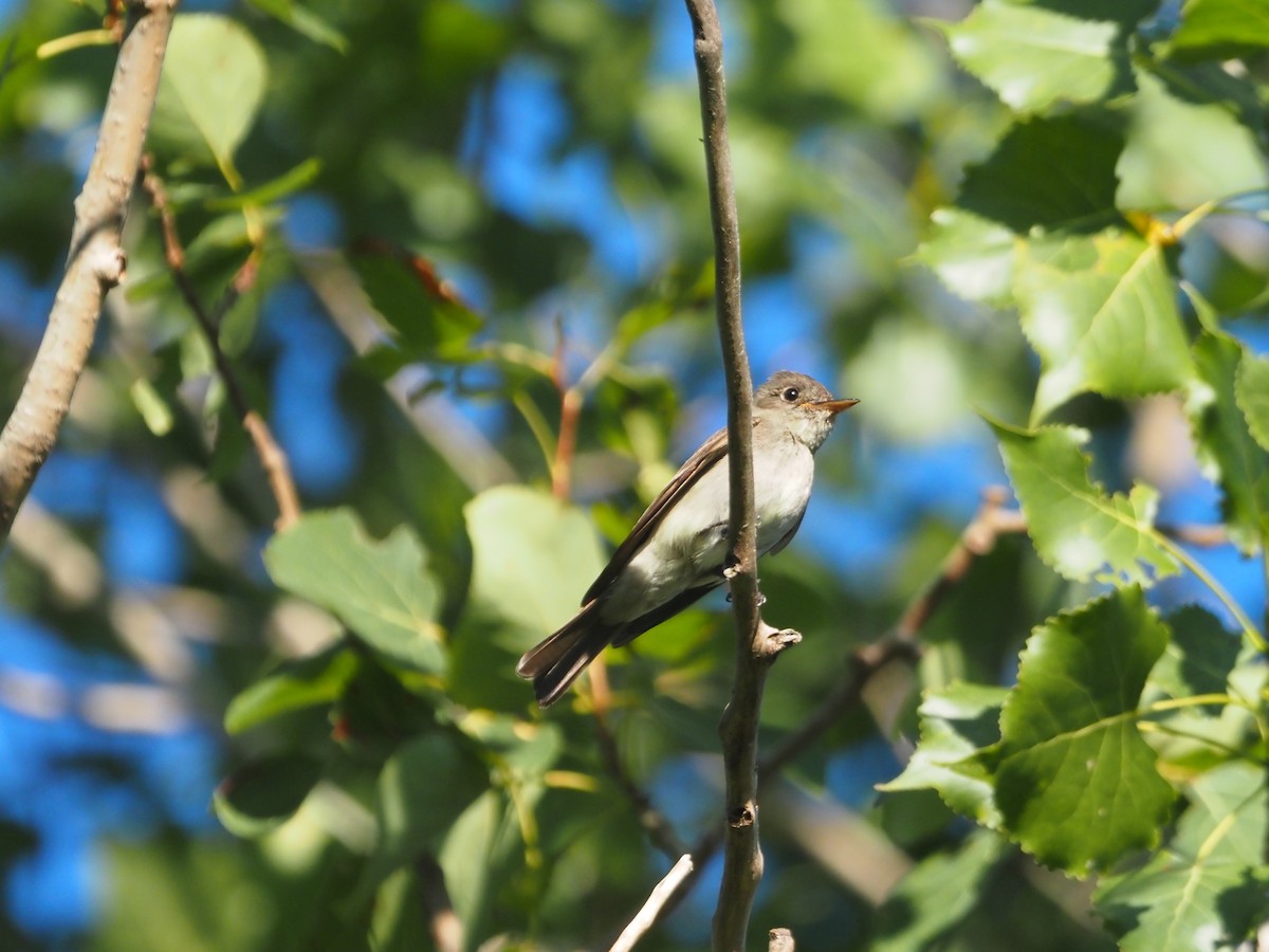 Eastern Wood-Pewee - ML603072761