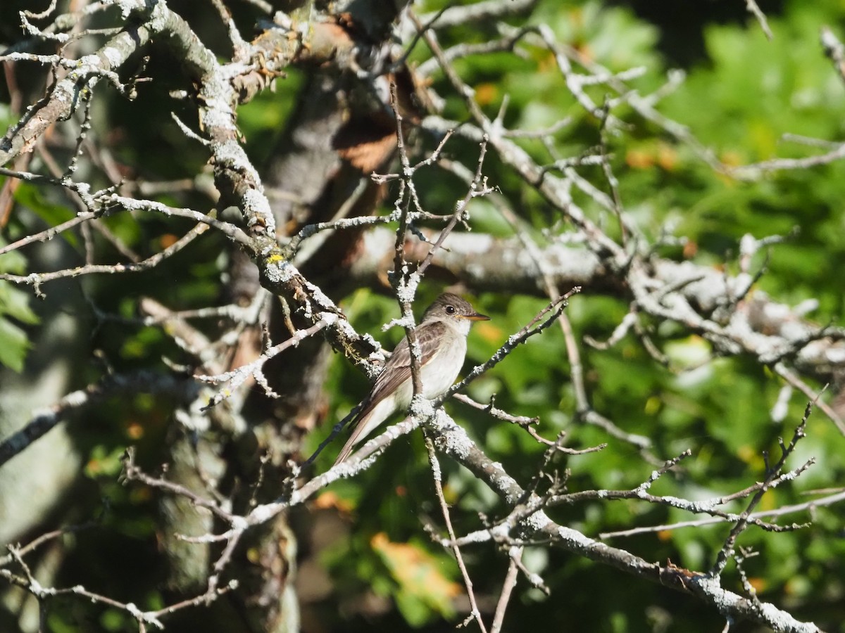 Eastern Wood-Pewee - ML603072781