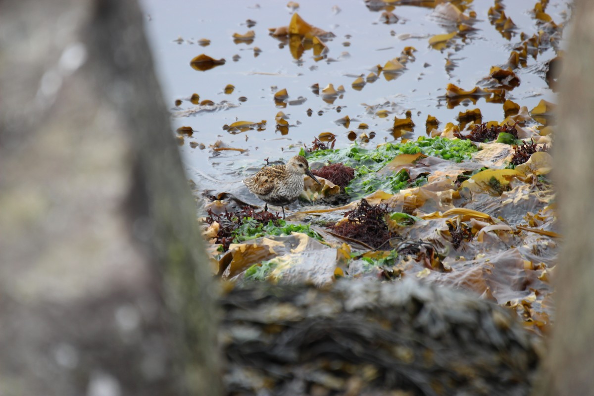 Dunlin - ML603072921