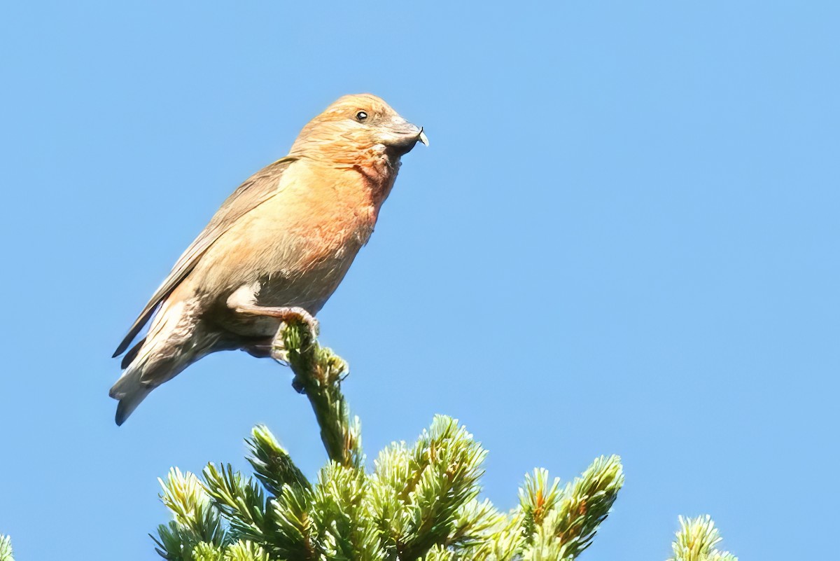 Red Crossbill - ML603072991