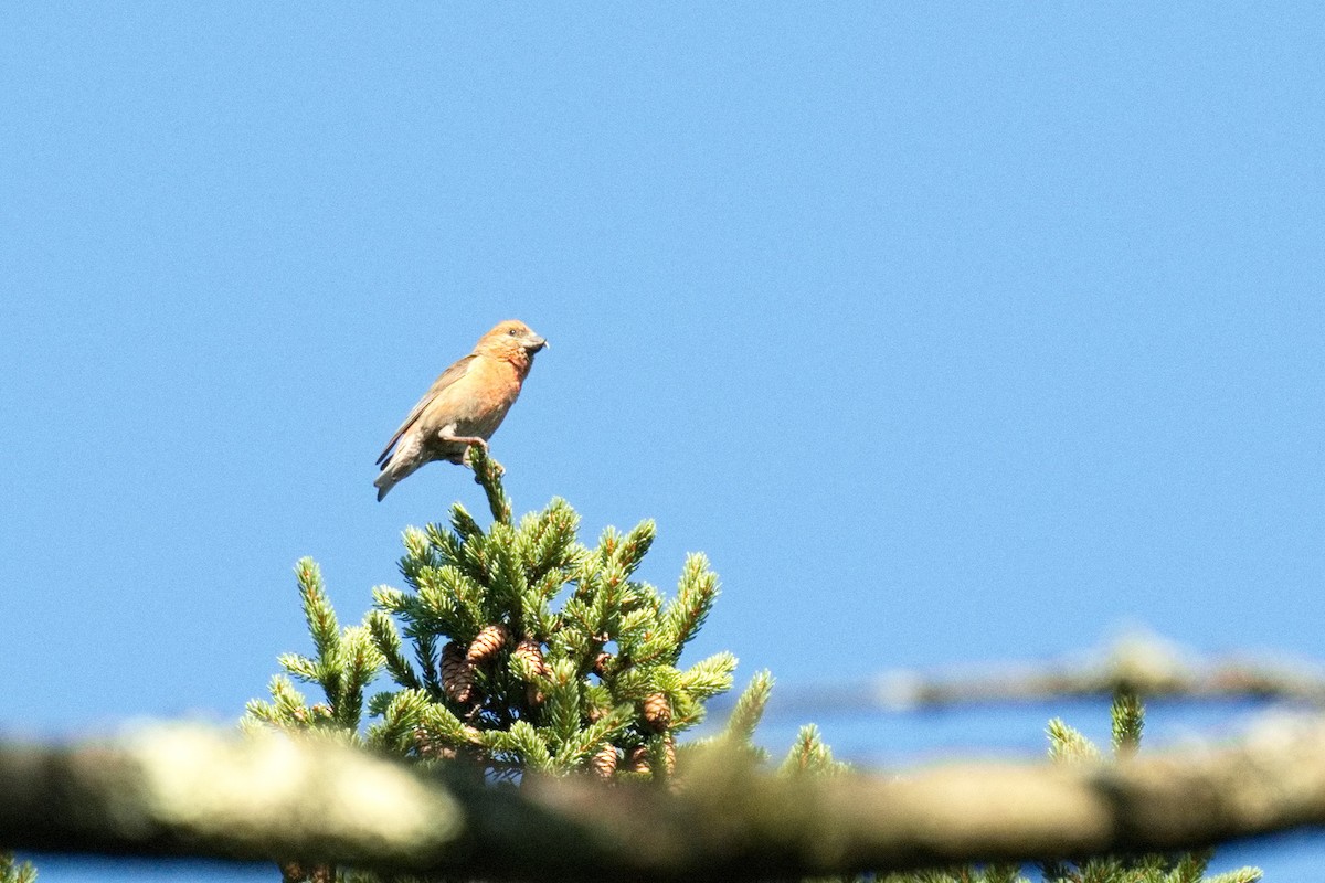 Red Crossbill - ML603073001