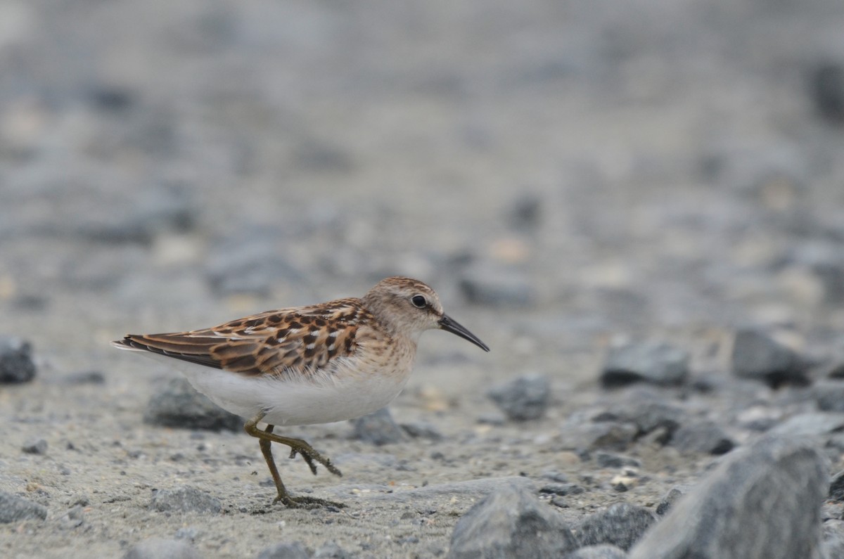 Least Sandpiper - ML603073251