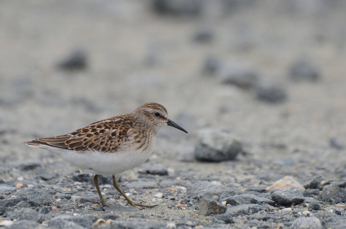 Least Sandpiper - Aidan Place