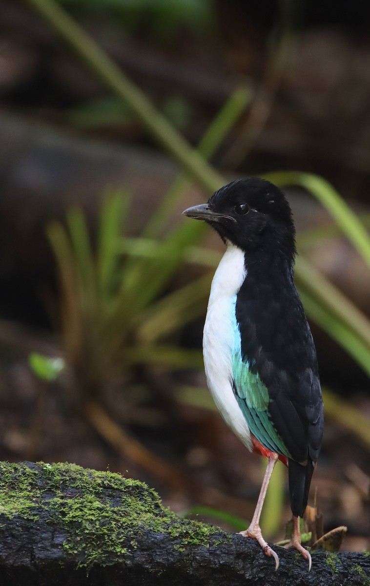 Ivory-breasted Pitta - ML603073391