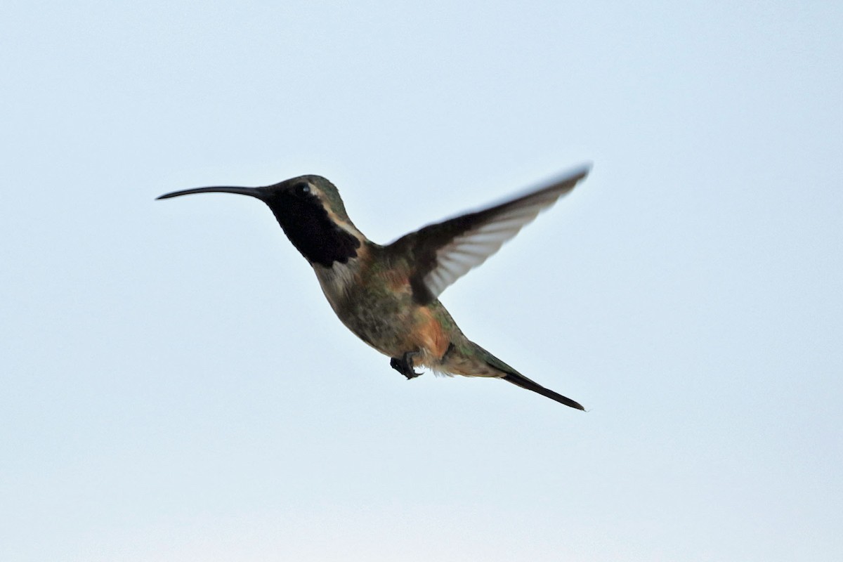 Lucifer Hummingbird - ML603073401