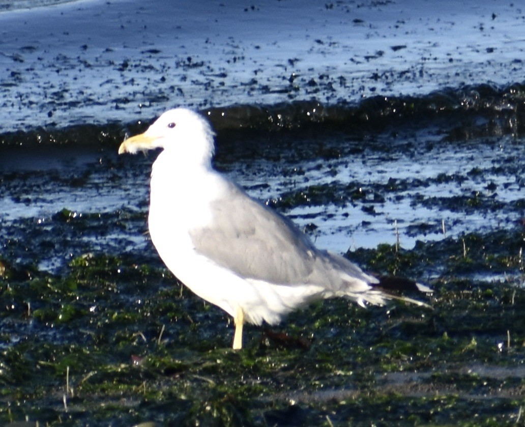 Goéland de Californie - ML603073651