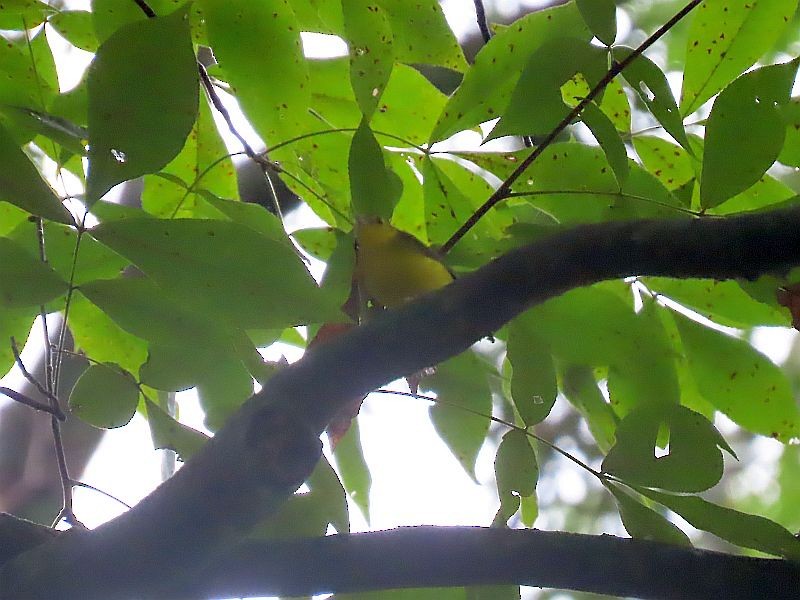 new world warbler sp. - Tracy The Birder