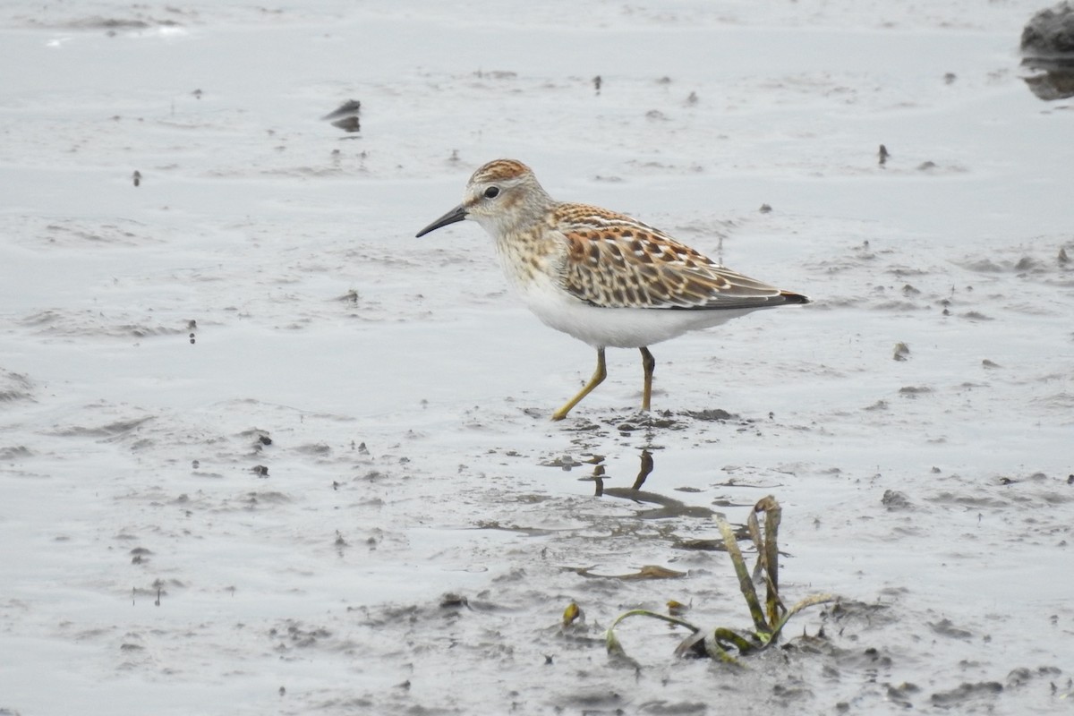 Least Sandpiper - ML603075201