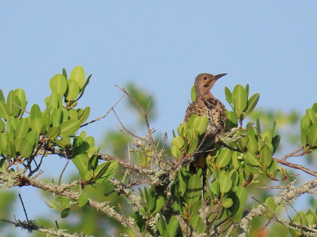 Northern Flicker - ML603075851