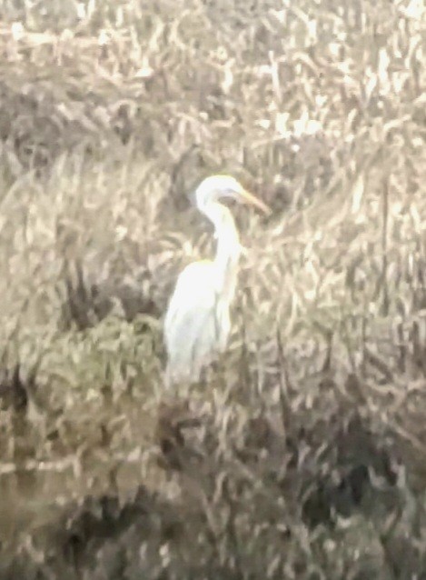 Great Egret - ML603076861