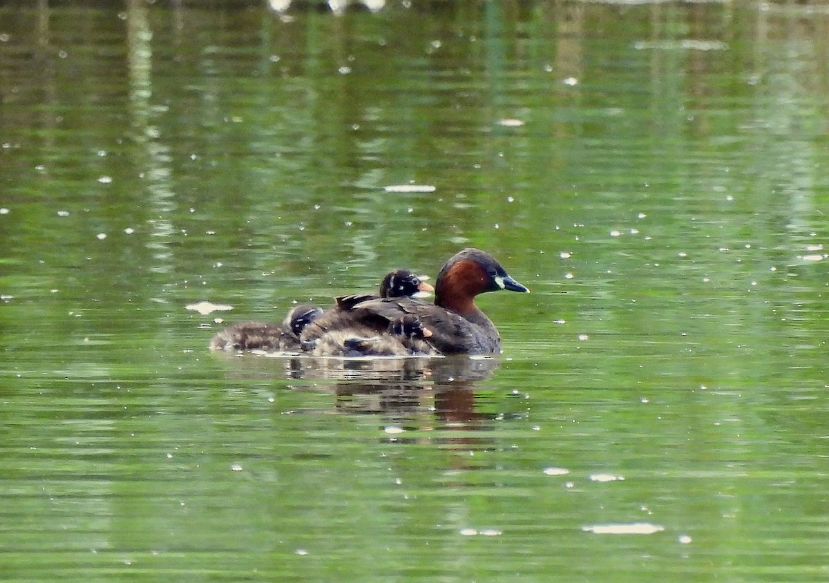 Little Grebe - ML603077101