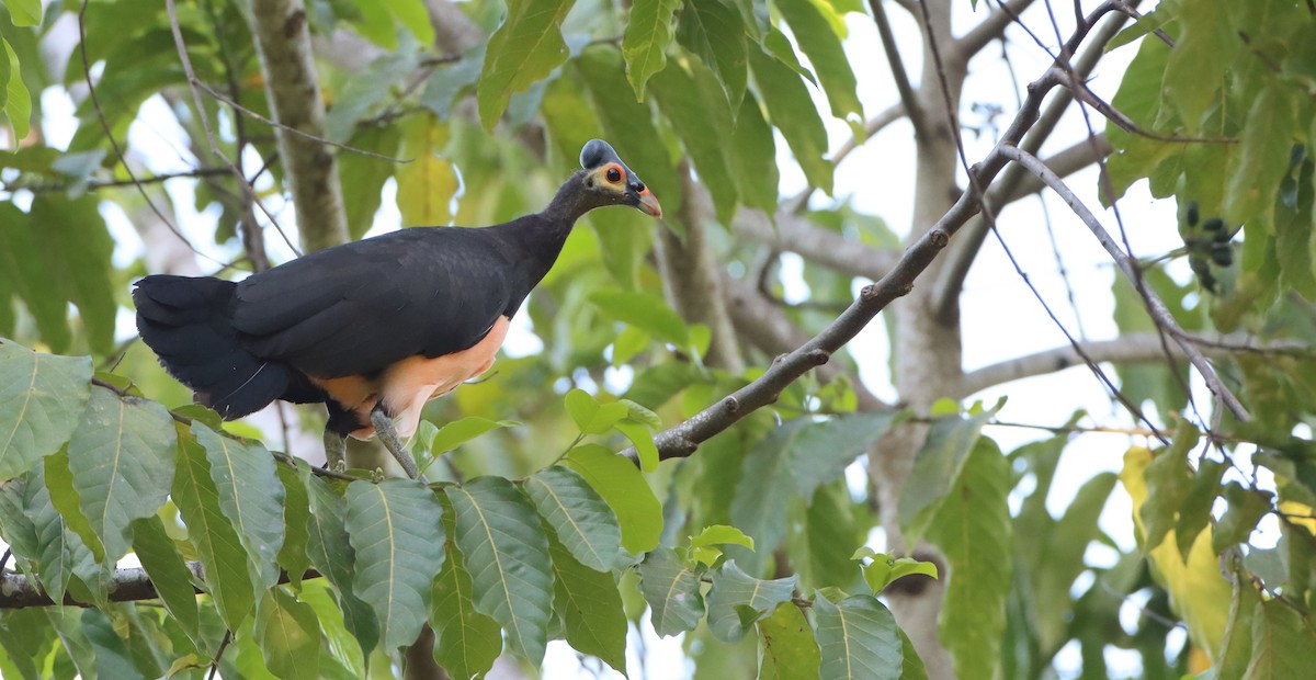 Maleo - ML603077201
