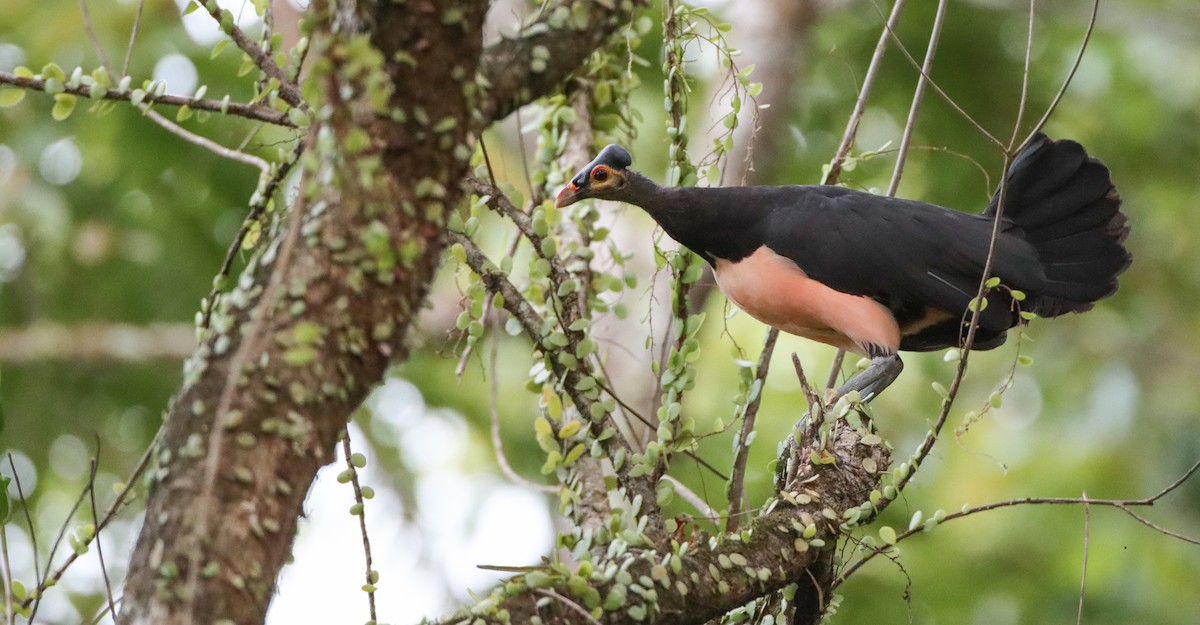 Maleo - ML603077811