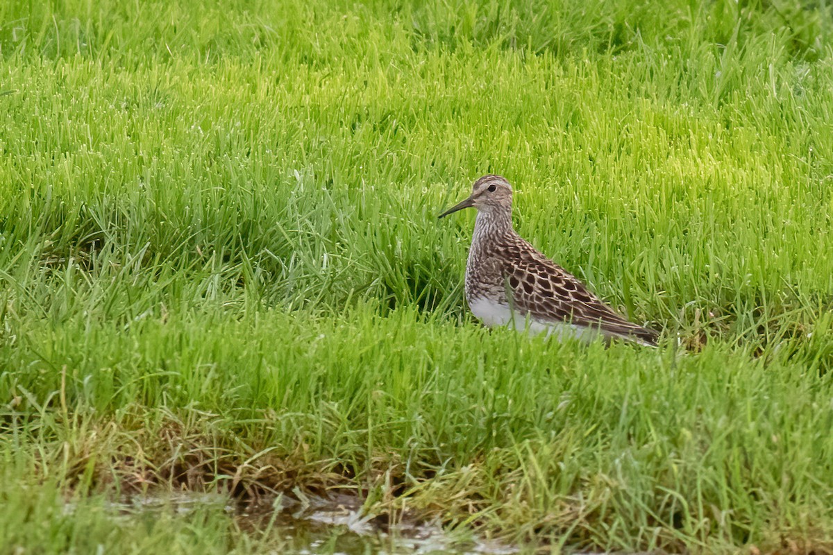 Pectoral Sandpiper - Craig Kingma