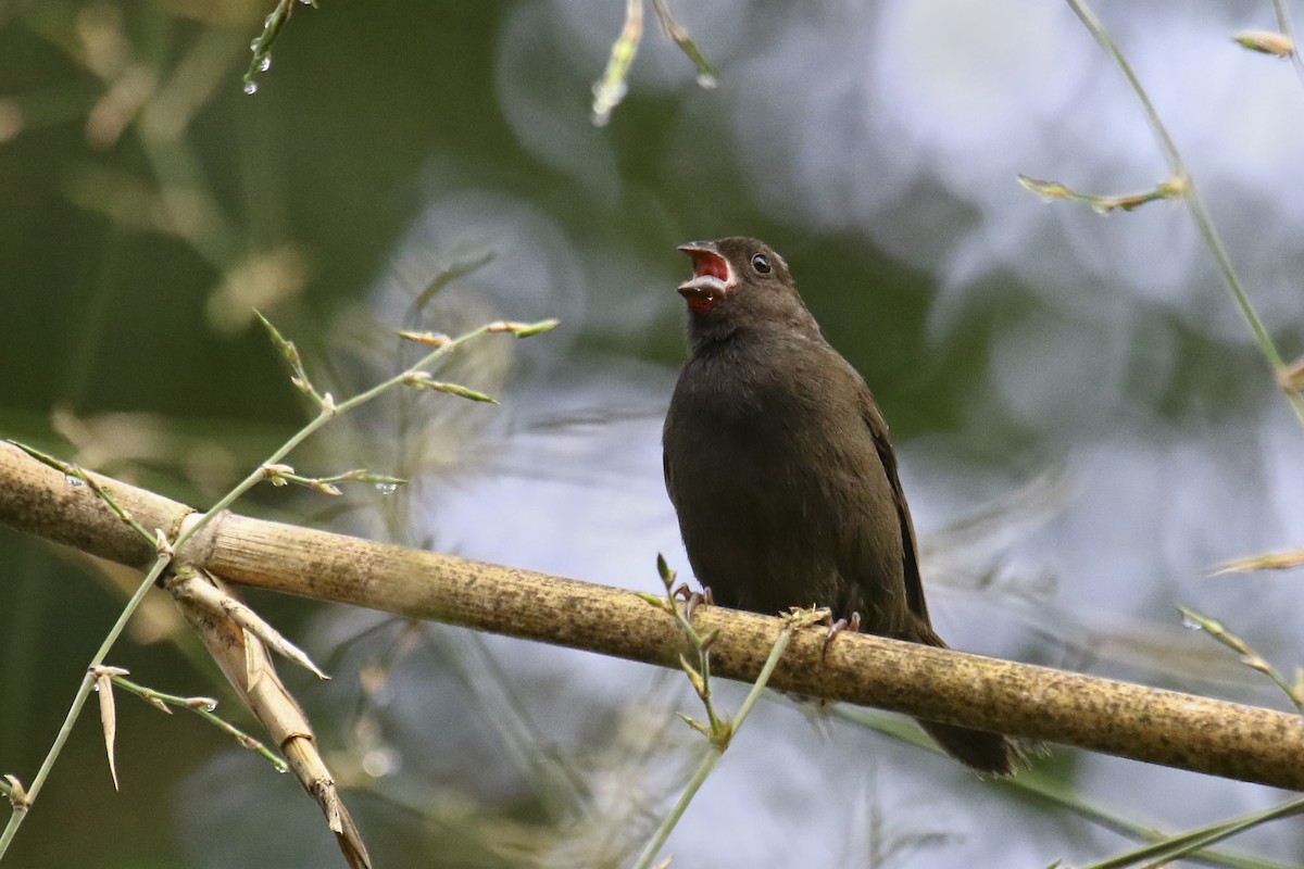 Sooty Grassquit - Carmen Lúcia Bays Figueiredo