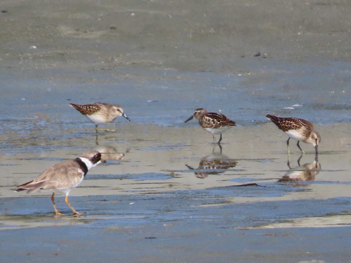 Least Sandpiper - ML603079451