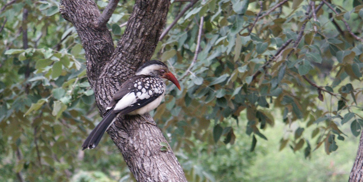Southern Red-billed Hornbill - Ted Sears