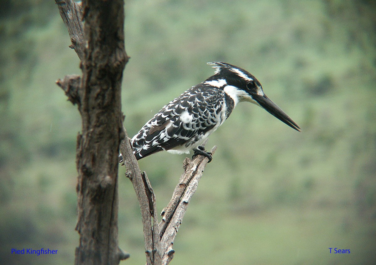 Pied Kingfisher - Ted Sears