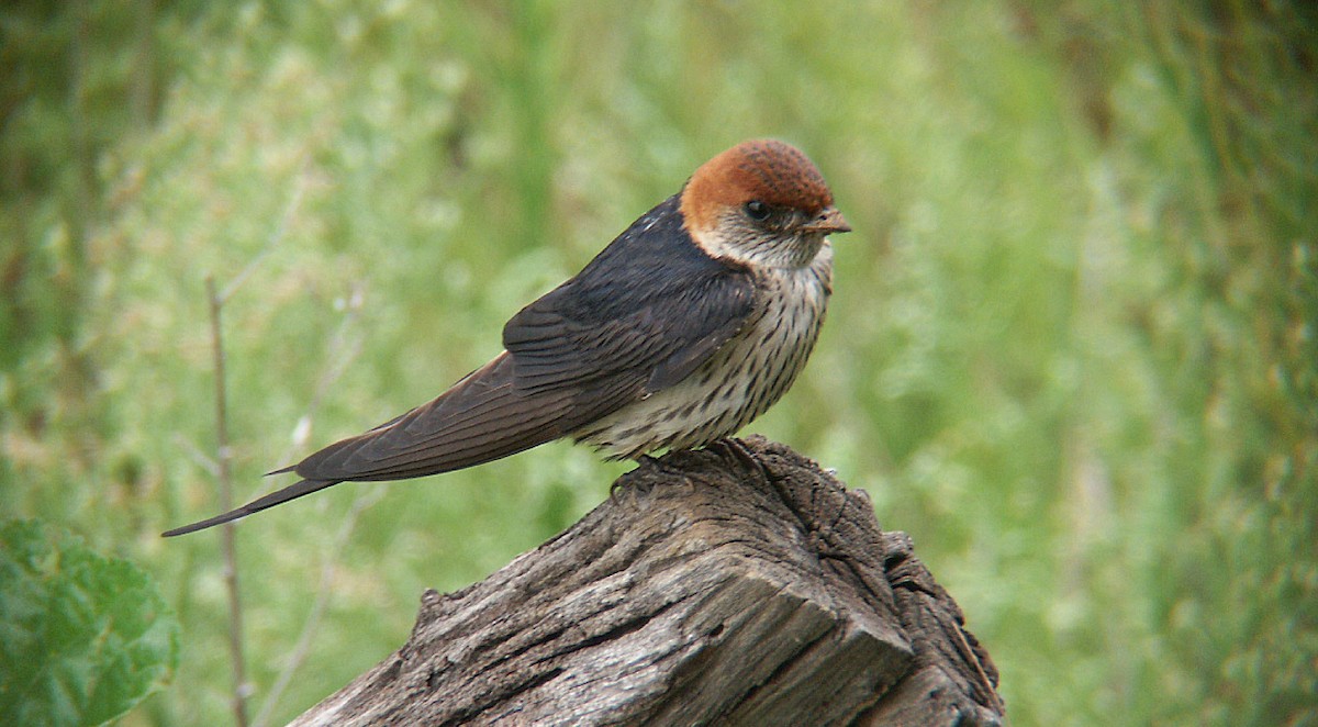 Lesser Striped Swallow - Ted Sears