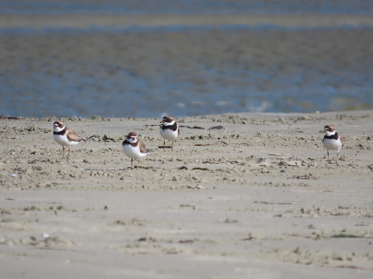 Semipalmated Plover - Blaire Smith