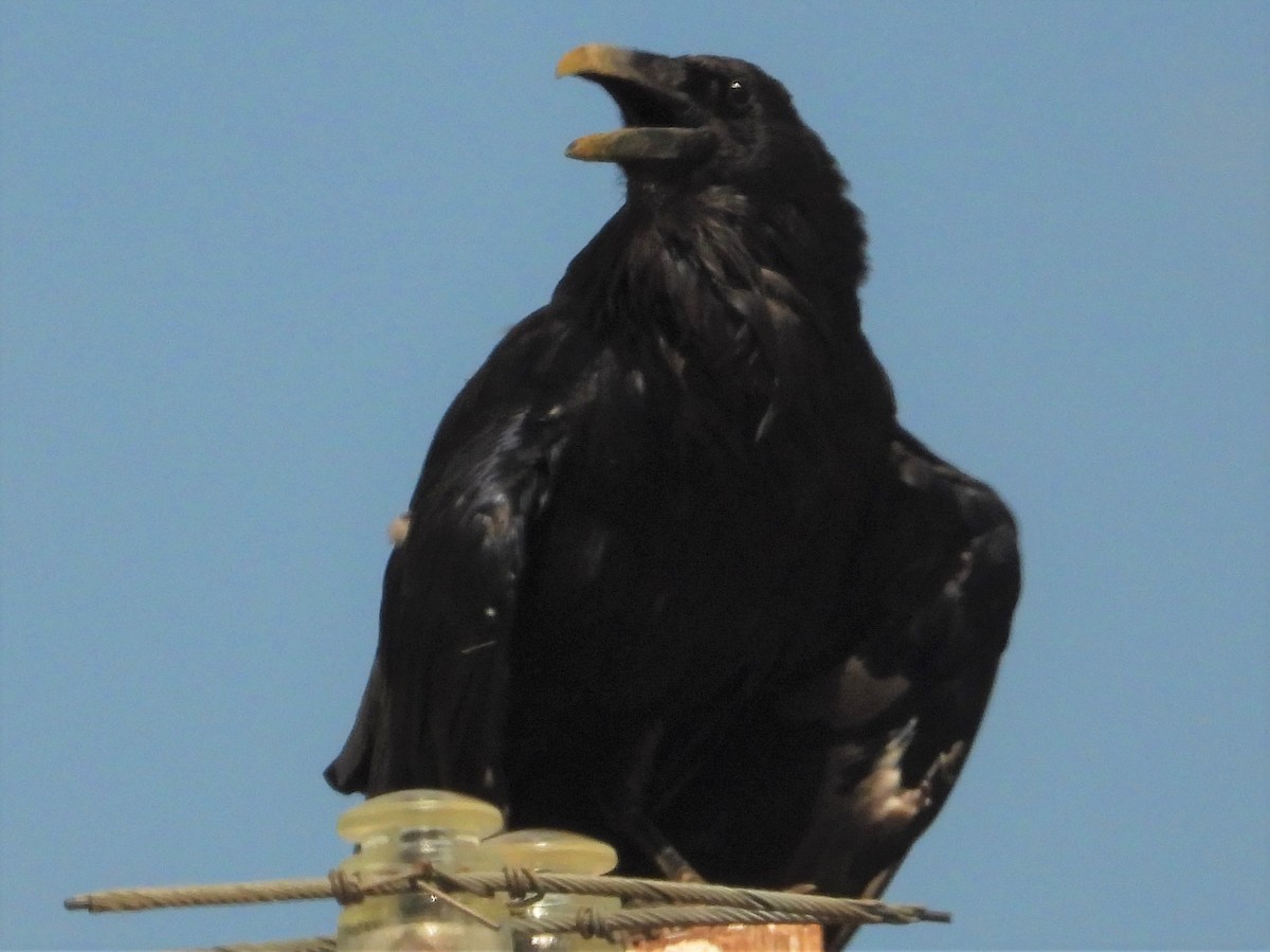 Common Raven - Rafael Berlanga
