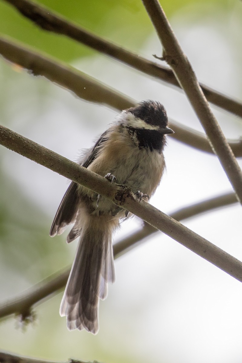 Mésange à tête noire - ML603080371