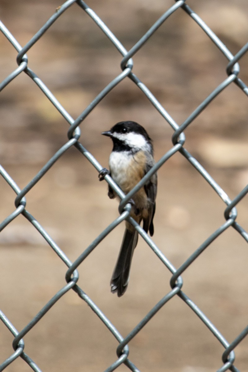 Mésange à tête noire - ML603080381