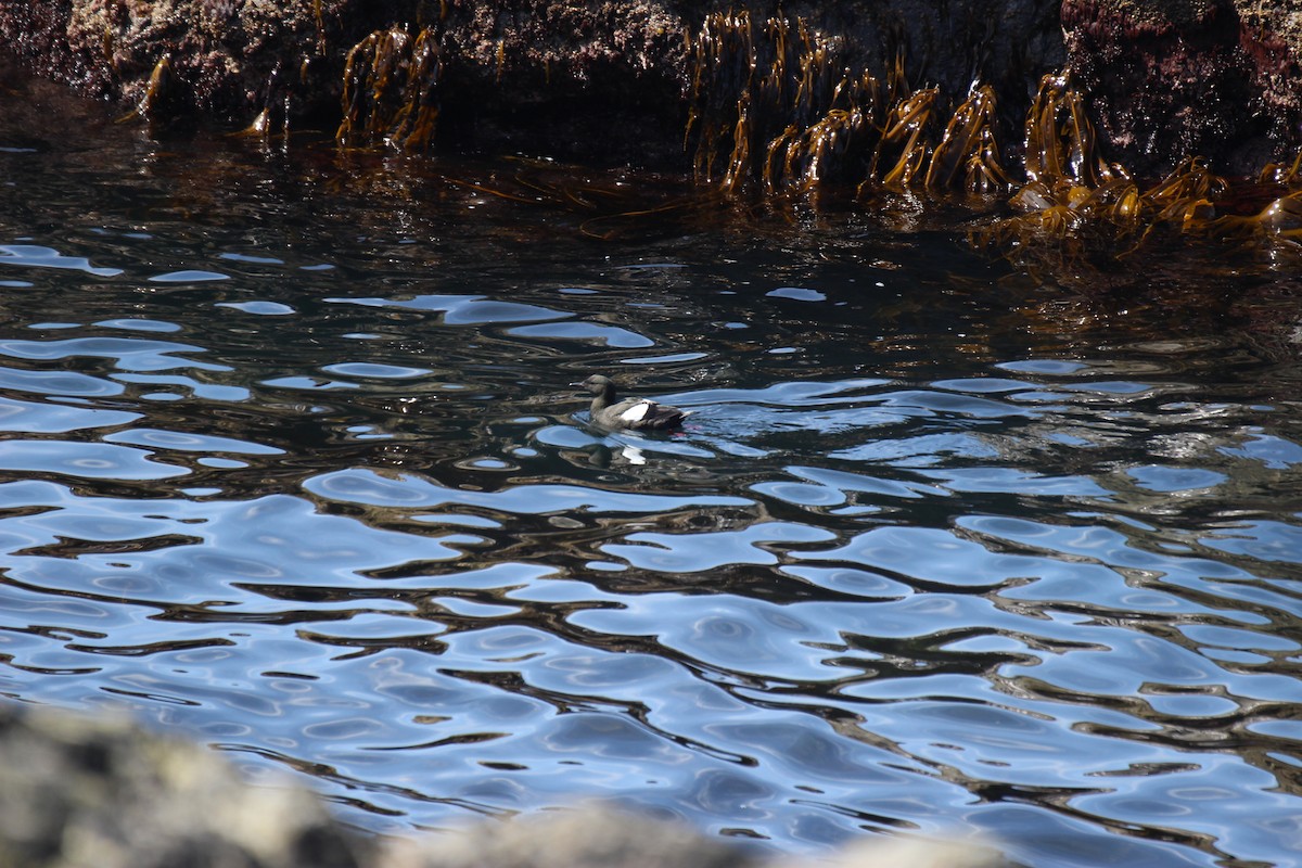 Black Guillemot - Michael Brady