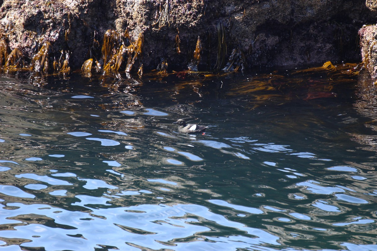 Black Guillemot - ML603080441