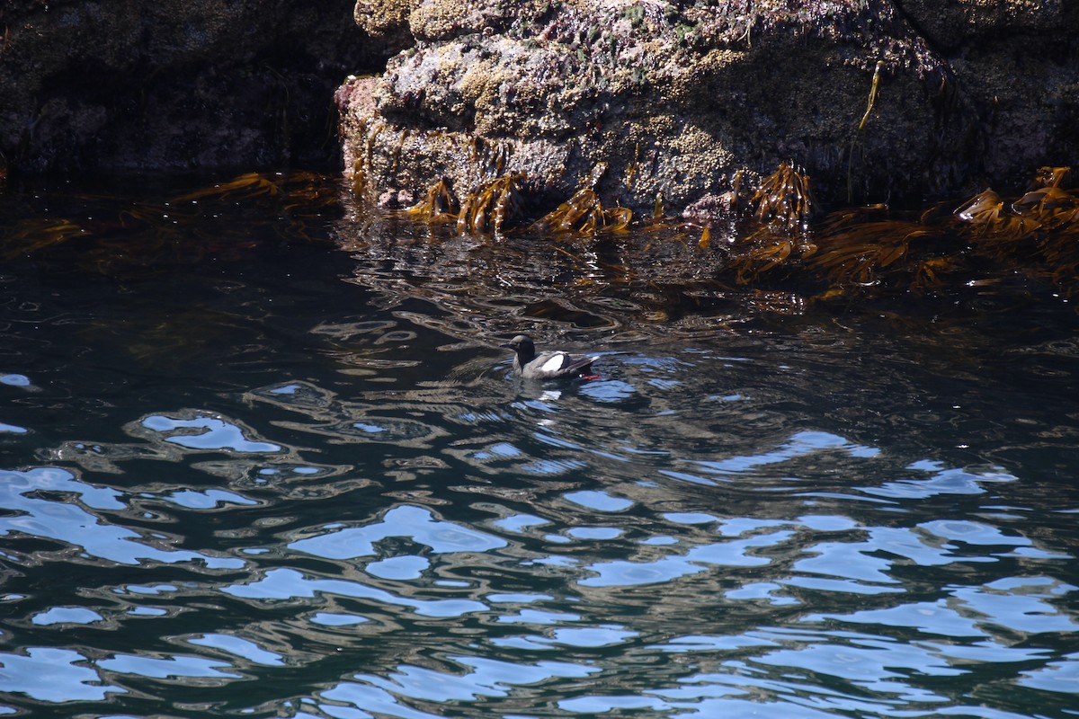 Black Guillemot - ML603080451