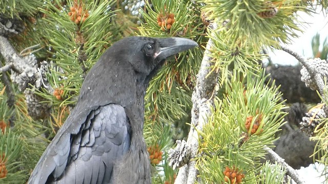 Common Raven - ML603081441