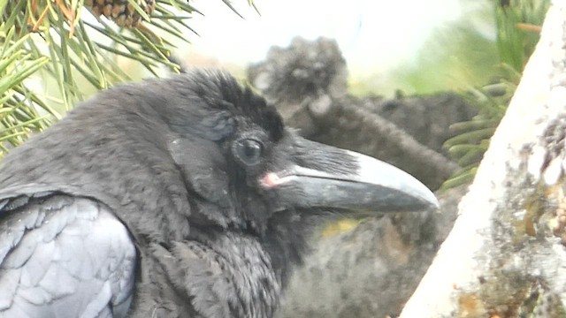 Common Raven - ML603081471